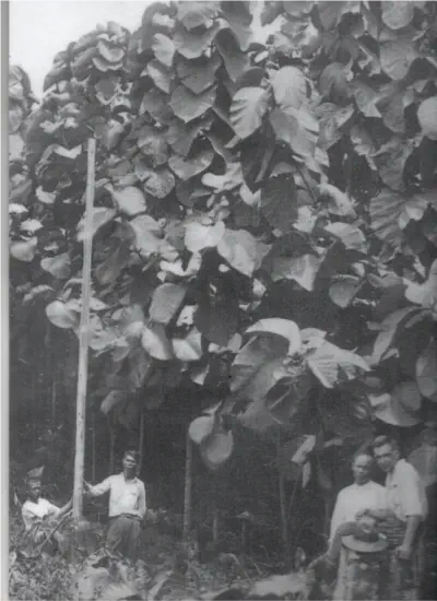 An old photograph taken in around 1920 of the grandfather of Gijsbert at a recently established teak plantation