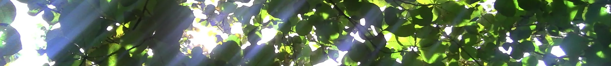 A photograph taken of a sky under a tree