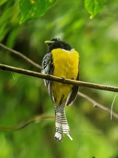 A photograph of a black-thoated trogon bird sitting on a branch