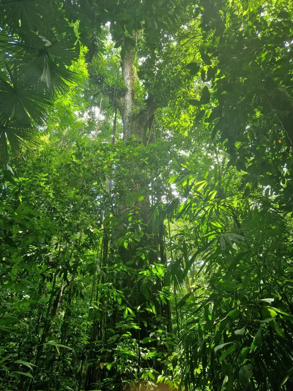 A colorful photograph of a giant tree taken in a jungle