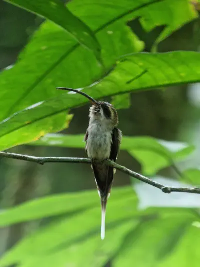 A photograph of a bird sitting on a branch with a confident look in its face