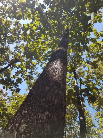 A photograph of a bottom-to-top perspective of a teak tree
