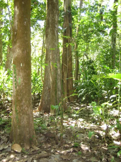 A photograph of 50-year-old trees in costa rica