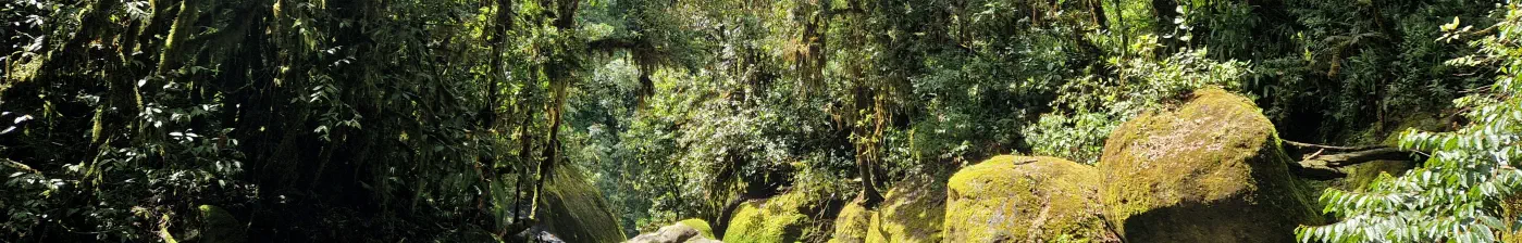 A photograph of a current in a forest