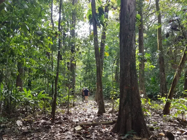 A photograph of people walking through a forest