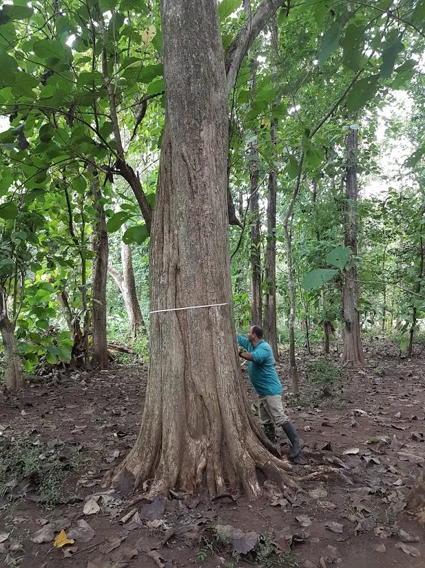 A photograph of a person measuring a giant planted tree