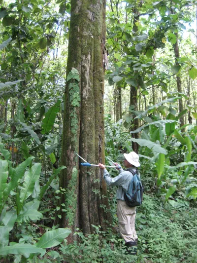 A person measuring the width of a big tree in the woods