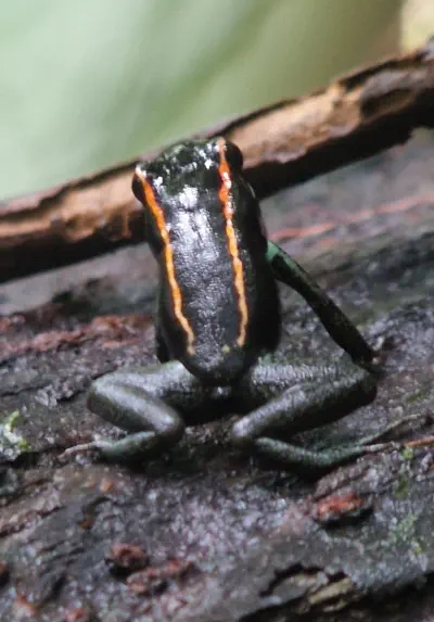 A photograph of a poison dart frog sitting on a log