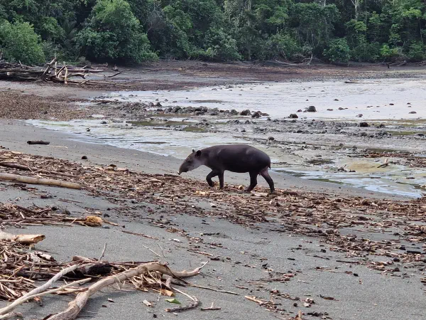 A photograph of a tapir on a beach looking for food