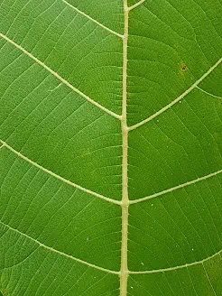 A top down view of a big green leaf