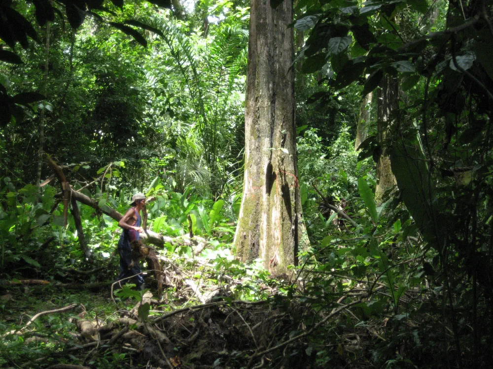 A person looking at a tree in the jungle which happens to be in the spotlight of the sun